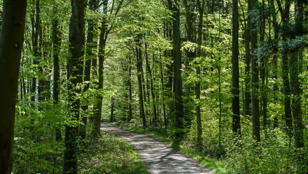 Naturstærk inviterer kørestolsbrugere ud i naturen
