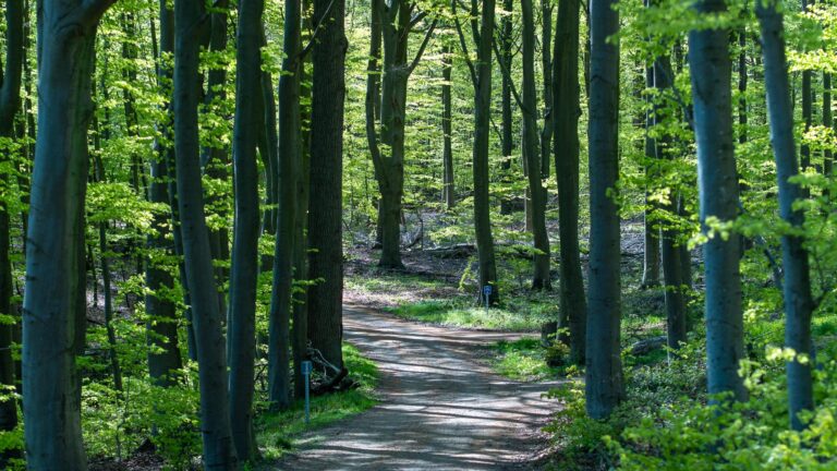 Naturvandring i Oksbøl Skov
