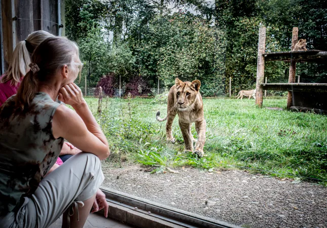 Red Barnet var på tur til Madsby og til Givskud Zoo
