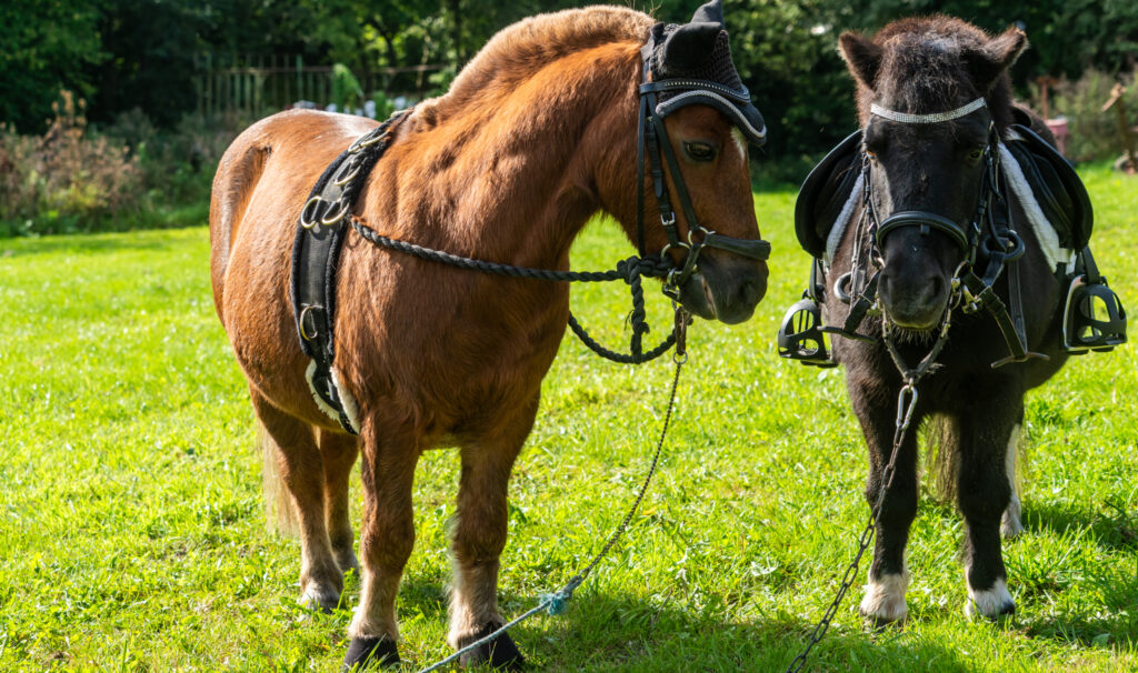 Hyggelig ringriderlørdag i Ulkebøl