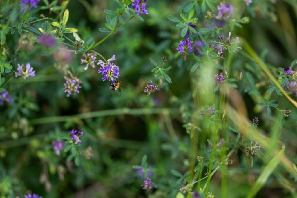 SONFOR skal kigge på dyre- og planteliv