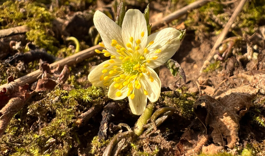 Anemonen er sprunget ud